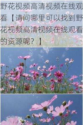 野花视频高清视频在线观看【请问哪里可以找到野花视频高清视频在线观看的资源呢?】