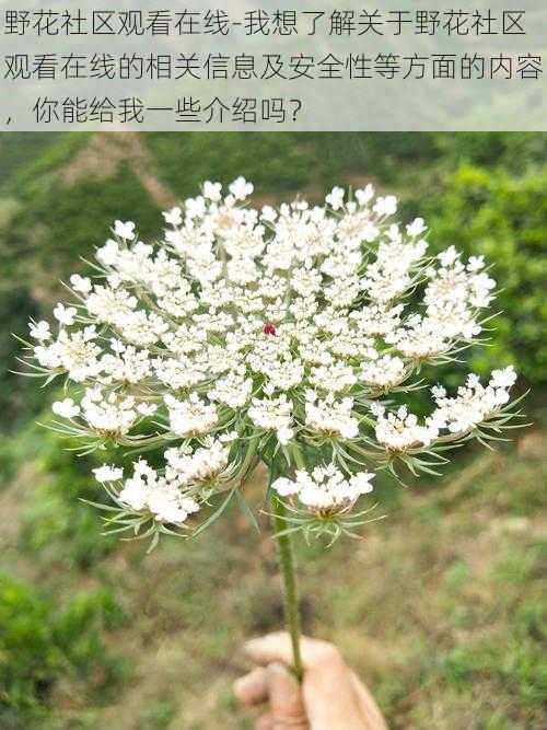 野花社区观看在线-我想了解关于野花社区观看在线的相关信息及安全性等方面的内容,你能给我一些介绍吗?