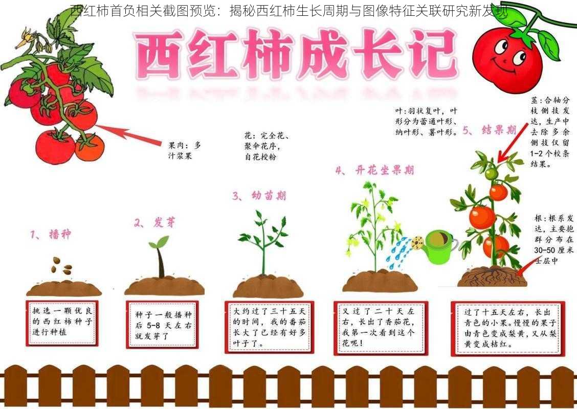 西红柿首负相关截图预览:揭秘西红柿生长周期与图像特征关联研究新发现